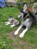 Foto №3. Siberian Husky Welpen. USA