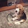 Foto №2 zu Ankündigung № 124537 zu verkaufen beagle - einkaufen Deutschland quotient 	ankündigung