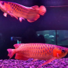 Foto №1. Super Red Arowana, Albino Stingray Fisch zu verkaufen in der Stadt Nashville. Price - 247€. Ankündigung № 8729