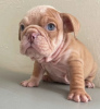 Foto №2 zu Ankündigung № 126712 zu verkaufen englische bulldogge - einkaufen Spanien 