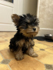 Foto №3. Wunderschöne Miniatur-Yorkshire-Terrier-Welpen. Deutschland