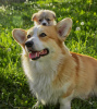 Foto №2 zu Ankündigung № 106830 zu verkaufen welsh corgi - einkaufen Niederlande züchter