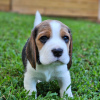 Foto №3. Beagle-Welpen suchen eine neue liebevolle und fürsorgliche Familie.. Deutschland