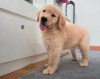 Foto №1. golden retriever - zum Verkauf in der Stadt Акаа | 340€ | Ankündigung № 123770