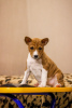 Foto №1. mischlingshund - zum Verkauf in der Stadt Uljanowsk | verhandelt | Ankündigung № 80235