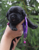 Foto №4. Ich werde verkaufen labrador retriever in der Stadt Tscheljabinsk. züchter - preis - 473€