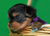 Foto №2 zu Ankündigung № 26213 zu verkaufen yorkshire terrier - einkaufen Russische Föderation 