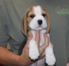 Foto №2 zu Ankündigung № 120606 zu verkaufen beagle - einkaufen Deutschland quotient 	ankündigung