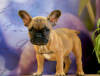 Zusätzliche Fotos: Französische Bulldogge Welpen zu verkaufen