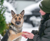 Zusätzliche Fotos: Schöne Mestizo-Hündin Yasna 2 Jahre alt in guten Händen