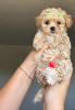 Foto №3. Süßer Maltipoo-Welpe zur Adoption. Deutschland