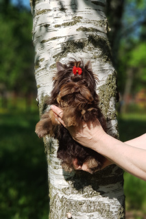 Foto №1. yorkshire terrier - zum Verkauf in der Stadt St. Petersburg | verhandelt | Ankündigung № 2676