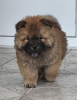 Foto №1. chow-chow - zum Verkauf in der Stadt Belgrad | 250€ | Ankündigung № 108974