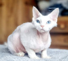 Foto №2 zu Ankündigung № 123673 zu verkaufen devon rex - einkaufen Deutschland quotient 	ankündigung