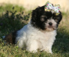 Foto №2 zu Ankündigung № 36388 zu verkaufen shih tzu - einkaufen Deutschland 