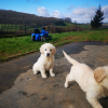 Foto №3. Zwei wunderschöne Golden Retriever-Welpen mit Stammbaum. Belgien