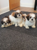 Foto №1. shih tzu - zum Verkauf in der Stadt Virginia Beach | 473€ | Ankündigung № 63475