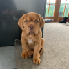 Foto №1. dogue de bordeaux - zum Verkauf in der Stadt Vienna | 450€ | Ankündigung № 83346