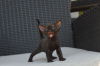 Foto №2 zu Ankündigung № 121021 zu verkaufen devon rex - einkaufen Deutschland quotient 	ankündigung, züchter