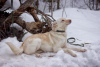 Foto №2 zu Ankündigung № 22503 zu verkaufen mischlingshund - einkaufen Russische Föderation quotient 	ankündigung