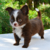 Foto №3. Baby-Chihuahua. Russische Föderation