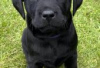 Foto №2 zu Ankündigung № 126949 zu verkaufen labrador retriever - einkaufen Deutschland quotient 	ankündigung