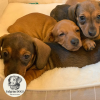 Foto №3. The most beautiful dachshund puppies are only from Fulgrim dogs. Deutschland