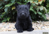 Foto №1. scottish terrier - zum Verkauf in der Stadt Berlin | Frei | Ankündigung № 125355