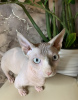 Foto №4. Ich werde verkaufen sphynx cat in der Stadt Jaroslawl. vom kindergarten - preis - 514€