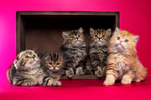 Zusätzliche Fotos: Schottische Kätzchen in Marmorfarben