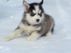 Foto №2 zu Ankündigung № 9373 zu verkaufen siberian husky - einkaufen Russische Föderation vom kindergarten