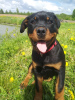 Foto №4. Ich werde verkaufen rottweiler in der Stadt Rezekne. züchter - preis - 700€