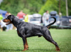 Foto №2 zu Ankündigung № 30114 zu verkaufen dobermann - einkaufen Ukraine vom kindergarten