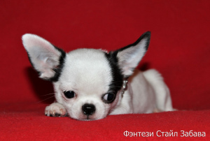 Zusätzliche Fotos: Fantasy Style Fun Bitch Chihuahuafarbe weiß-schwarz