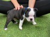 Foto №3. Entzückende Boston Terrier-Welpen zur kostenlosen Adoption. Deutschland