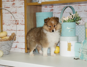 Foto №2 zu Ankündigung № 3949 zu verkaufen shetland sheepdog - einkaufen Weißrussland quotient 	ankündigung