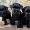 Foto №1. schnauzer - zum Verkauf in der Stadt Funchal | 500€ | Ankündigung № 124582