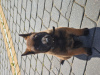 Foto №2 zu Ankündigung № 24601 zu verkaufen malinois, belgischer schäferhund - einkaufen Polen züchter