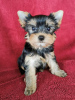 Foto №2 zu Ankündigung № 77737 zu verkaufen yorkshire terrier - einkaufen Tschechische Republik quotient 	ankündigung