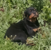 Foto №1. rottweiler - zum Verkauf in der Stadt Tscheljabinsk | 616€ | Ankündigung № 109506