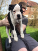 Foto №1. american bulldog - zum Verkauf in der Stadt Eindhoven | 450€ | Ankündigung № 46205