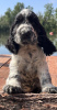 Foto №2 zu Ankündigung № 87382 zu verkaufen english cocker spaniel - einkaufen Serbien züchter