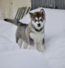 Foto №1. alaskan malamute - zum Verkauf in der Stadt Димитровград | verhandelt | Ankündigung № 88248