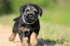 Foto №4. Ich werde verkaufen border terrier in der Stadt Rabczyca. quotient 	ankündigung - preis - 800€