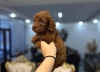 Foto №3. Toy and mini poodle puppies. Serbien