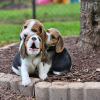 Foto №2 zu Ankündigung № 124727 zu verkaufen beagle - einkaufen Deutschland quotient 	ankündigung