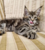 Foto №2 zu Ankündigung № 104303 zu verkaufen maine-coon-katze - einkaufen USA quotient 	ankündigung