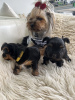 Foto №4. Ich werde verkaufen yorkshire terrier in der Stadt Jersey City. züchter - preis - 426€