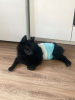 Foto №3. Schipperke Venya sucht ein Zuhause.. Russische Föderation