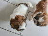 Foto №1. shih tzu - zum Verkauf in der Stadt Degerdal | 320€ | Ankündigung № 123491